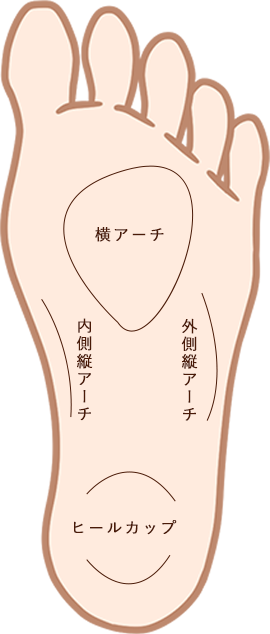 横アーチ、外側縦アーチ、内側縦アーチ、ヒールカップ